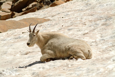 mountain goat in snow on Timpanogos Mountain, Utah