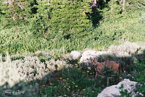 coyote in sagebrush and wildflowers