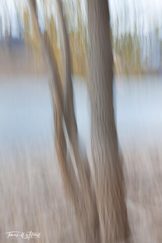 abstract autumn trees on deer creek lake Utah
