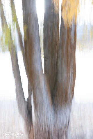 abstract ICM trees in Autumn Deer Creek Utah