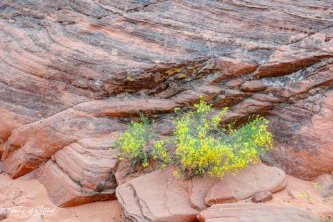 Desert Flowers in Valley of Fire, Nevada