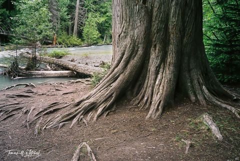 cedar tree in Glacier National Park, Montana