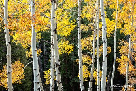 aspen tree forest in the autumn, with yellow leaves.