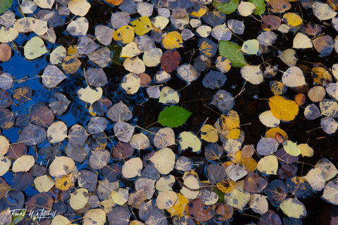 autumn leaves on water Uinta Mountains Utah