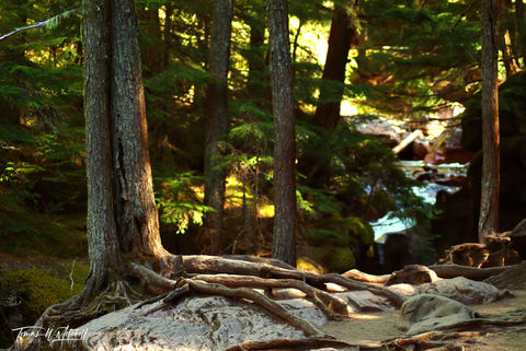 Avalanche Creek trail Glacier National Park MT