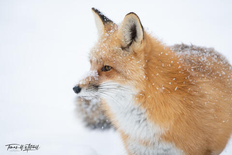 wild fox in the snow