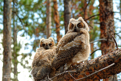 young great horned owls on tree branch