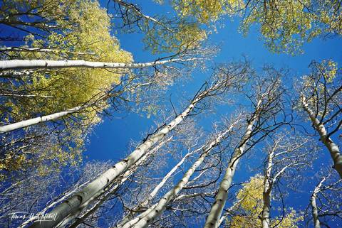 Aspen trees overhead in the autumn