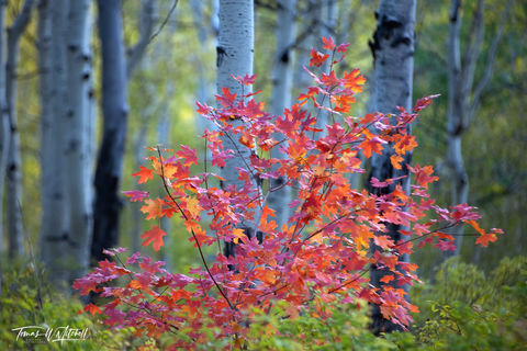 maple tree in autumn Wasatch Mountains Utah