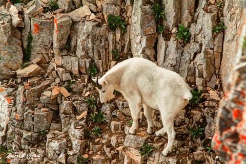 Mountain goat on cliff, Mount Timpanogos, Utah