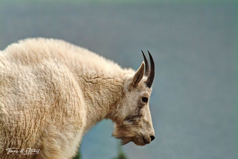 mountain goat in Glacier national park Montana