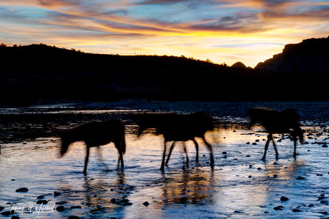 abstract wild horses crossing river AZ