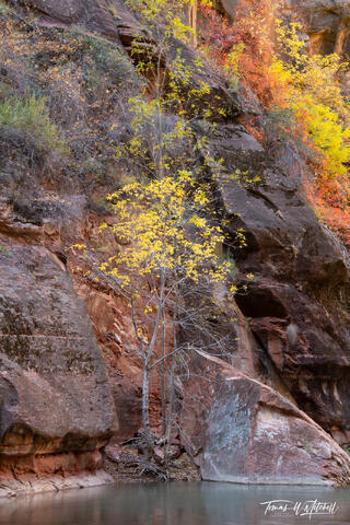 autumn scene of tree by the river in Zion National Park.