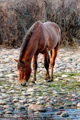 wild horse stallion at Salt River Arizona