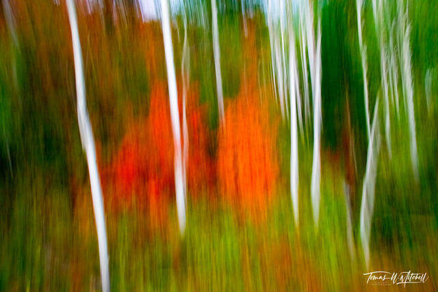 Abstract photograph of forest in the autumn