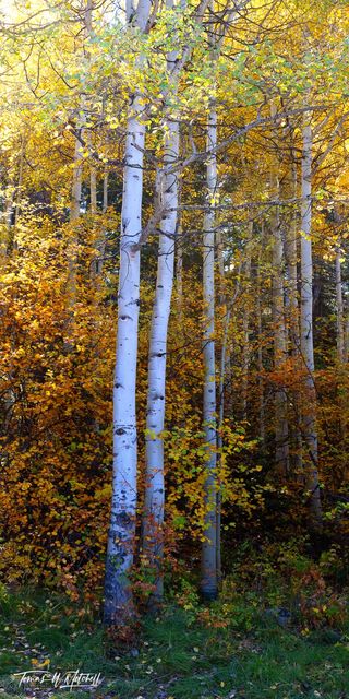 The Sentinel Series | Amazing Trees