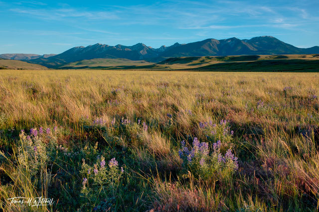 Photographing Crow Country | Wildflowers