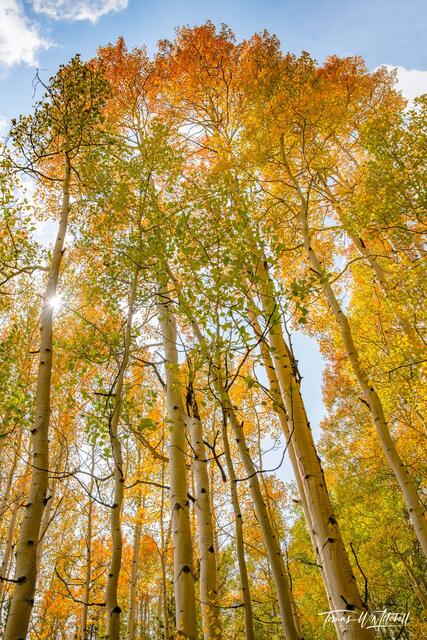Quaking aspen forest in the autumn light