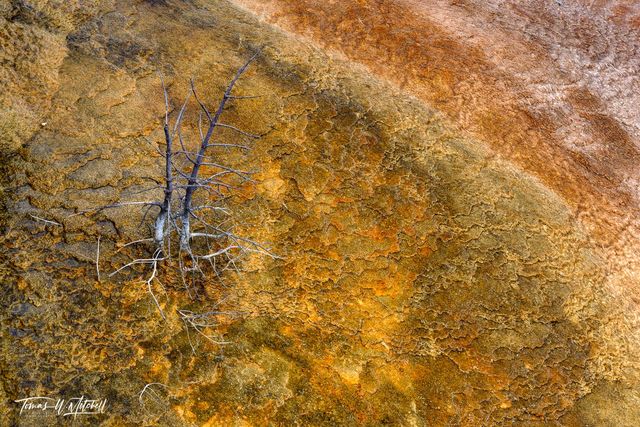 On Location at Yellowstone