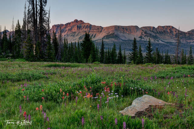 Summer Glow, Uinta Mountain Wildflowers