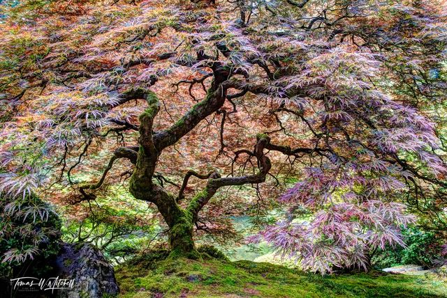 Photographing the Japanese Garden, Portland, Oregon
