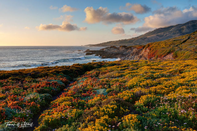Color Waves | Amazing Wildflowers | Big Sur, CA