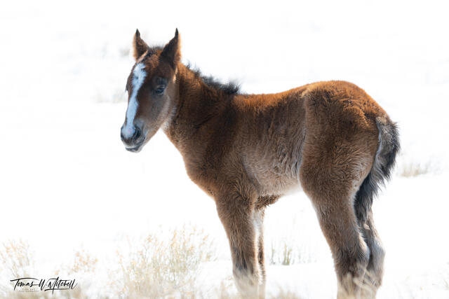 young horse foal in the snow