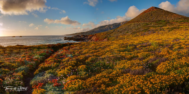 Wildflowers and Waves | Seascape Photography
