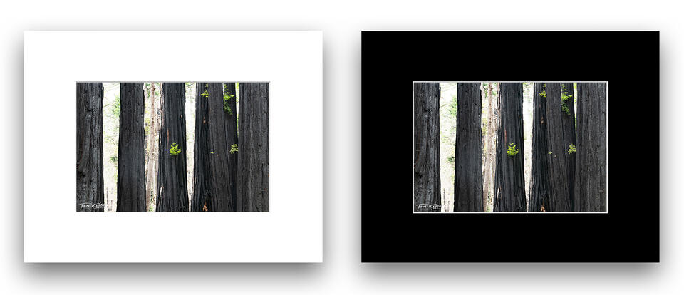 print preview