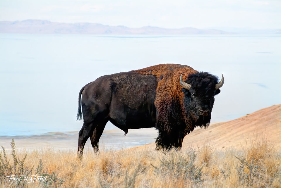 Bull Bison at Antelope Island, Utah