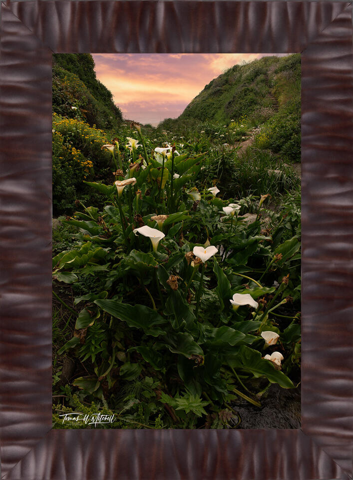 print preview