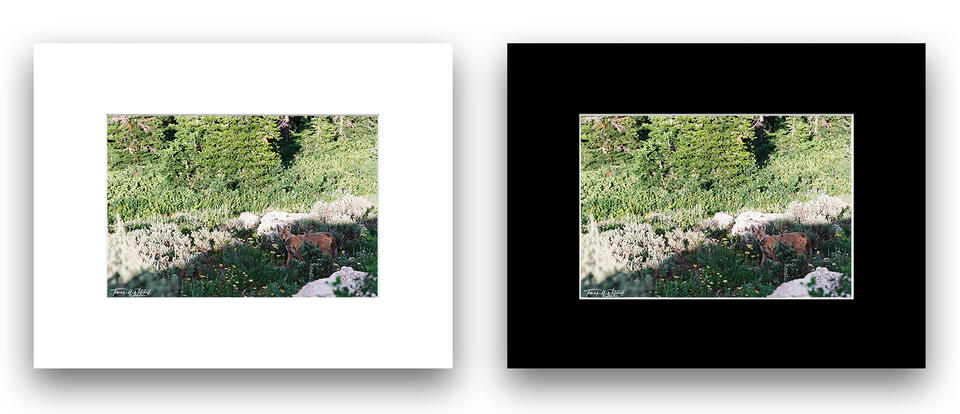 print preview