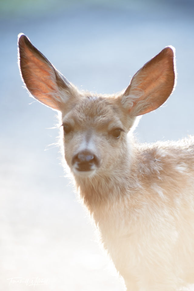 fawn mule deer in morning light