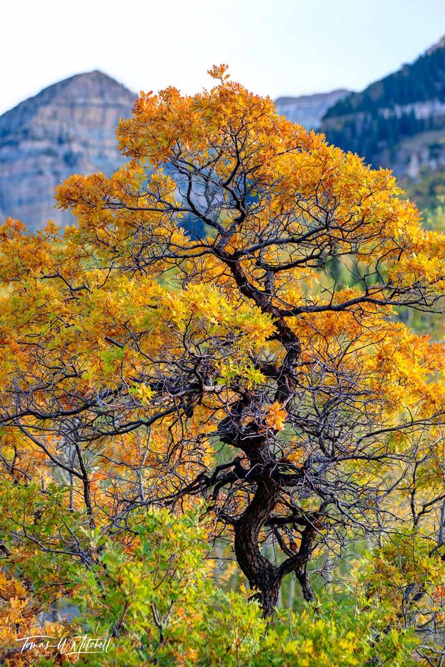 bonsai oak tree in autumn Wasatch Mountains Utah