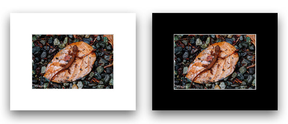 print preview