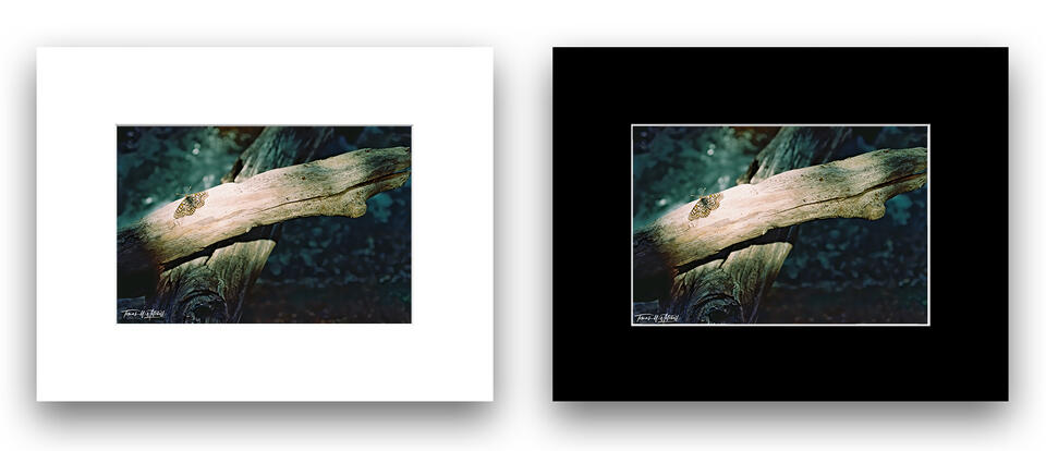 print preview