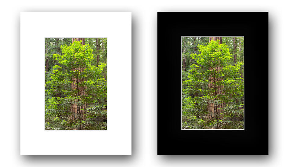 print preview