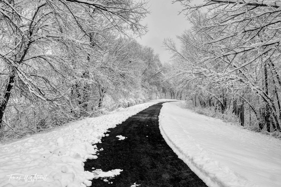 dark path through a forest of snow covered trees