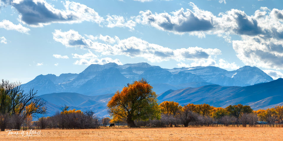 Mount Timpanogos, old willow tree, Heber Valley, Utah