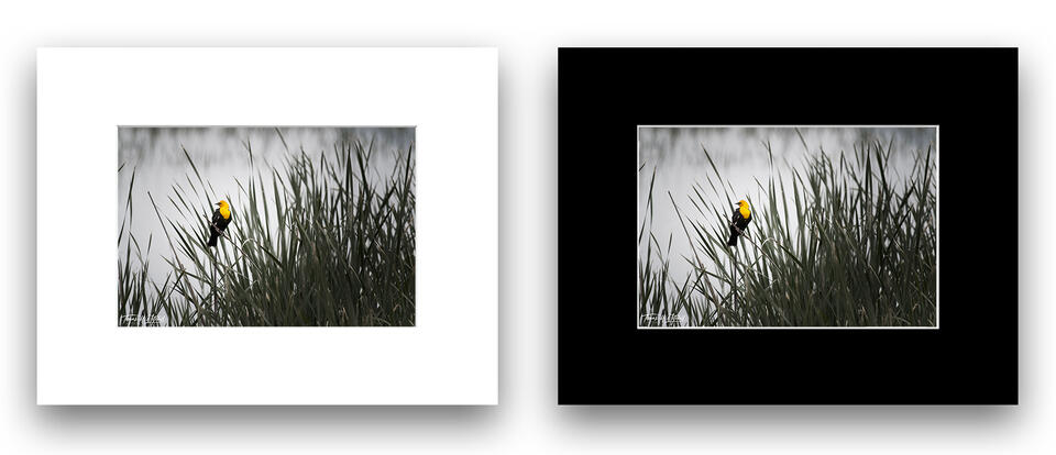 print preview