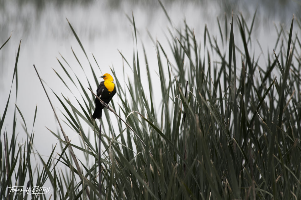 Yellow-headed blackbird on cattails Bear River Bird Refuge, Utah