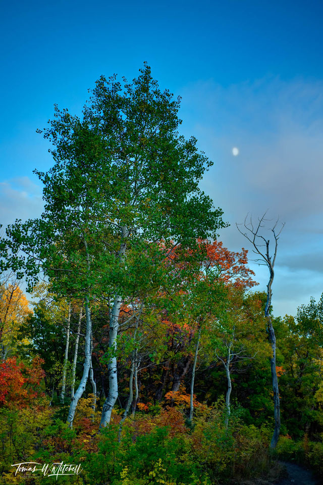 autumn aspen forest with moon Wasatch Mountains Utah