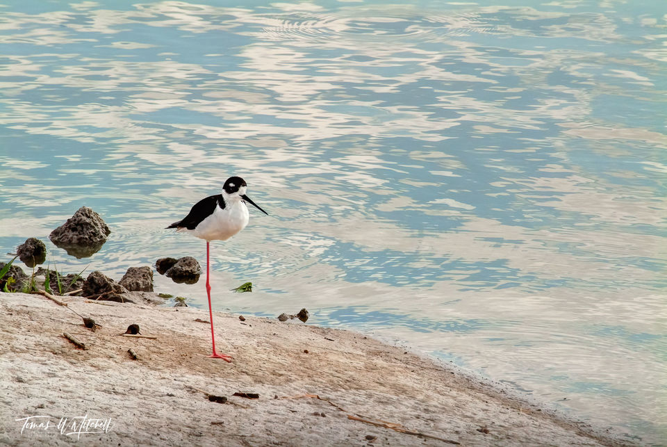 Black Necked Stilt bird on shore with clouds reflecting in water