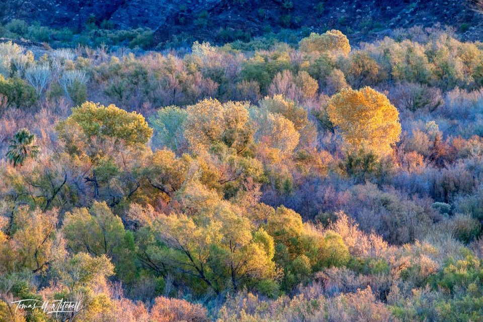 autumn colors on desert trees Parker Arizona