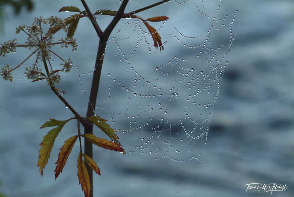 spider web covered in water droplets