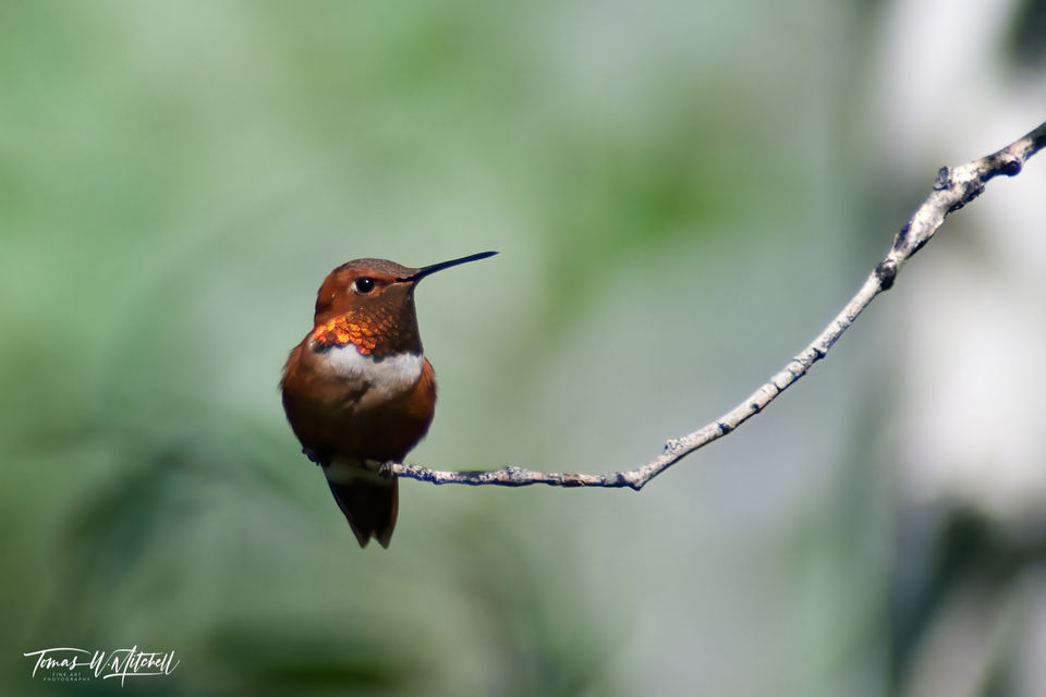 male rufous hummingbird on a branch