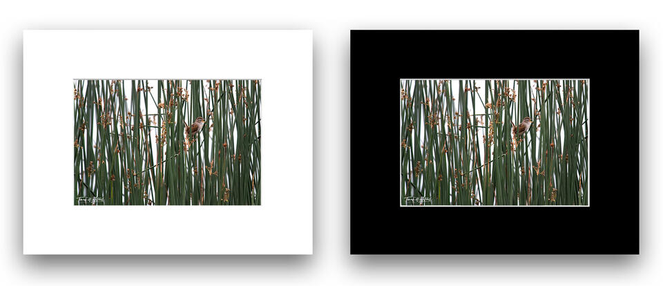 print preview