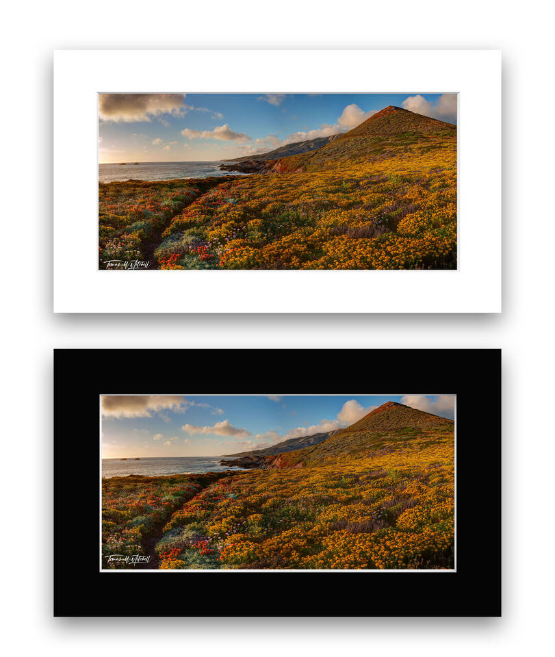print preview