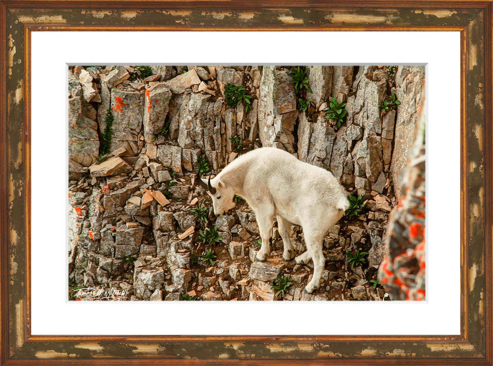 tobacco stained mountain goat Mountain Goat Timpanogos Utah Photography Art Prints