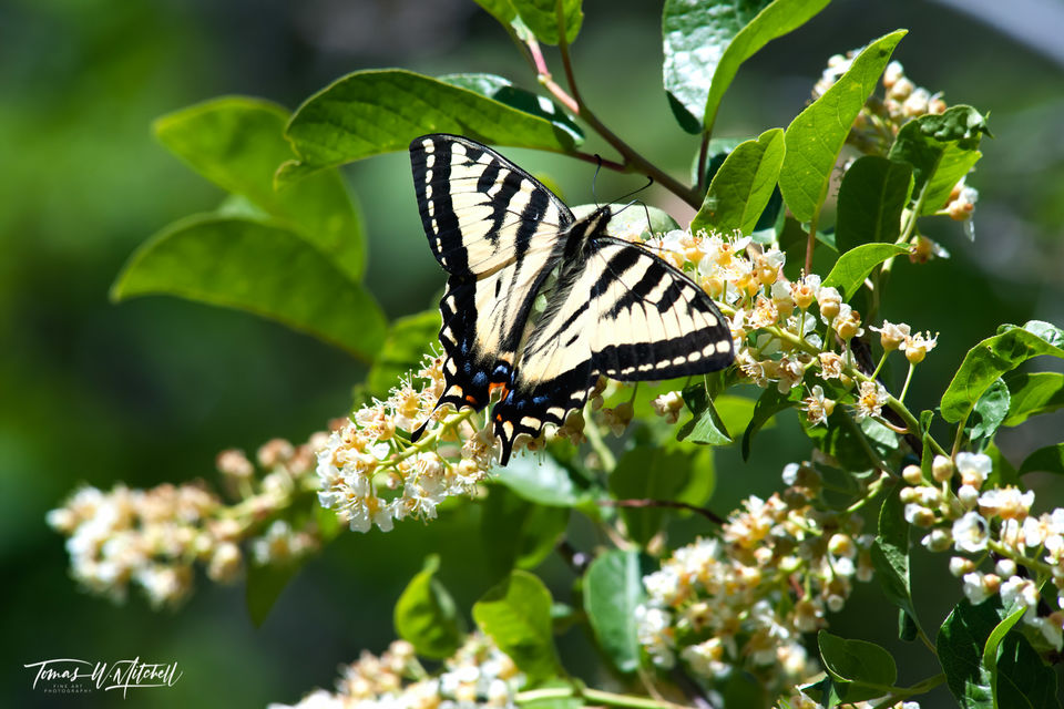 tiger swallowtail butterfly on choke cherry tree